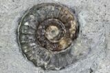 Ammonite (Promicroceras) Fossils - Lyme Regis #102891-2